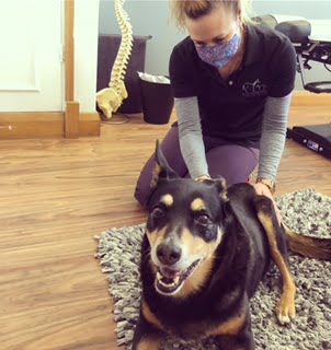 Chiropractors for dogs in Adelaide