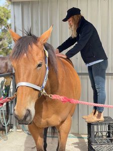 Chiropractors for horses in Adelaide